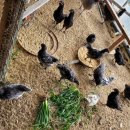 계두농장 이미지