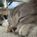 금쪽금쪽금쪽반려동물병원 | 내돈내산 고양이 펫보험 / KB 금쪽같은 펫보험 다묘 가입 후기 / 보장축소 예정