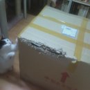 행운냥이 이미지