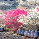 매화1길 이미지