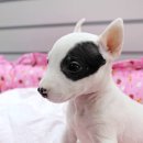 바우와우 이미지