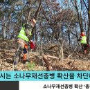 시청 소나무 이미지