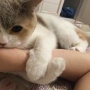 진리오이 이미지