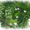 대구신매초등학교 이미지