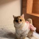 개냥이 연구소 이미지