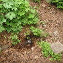 경태축산 | 제1차(진부령-미시령)