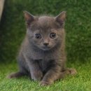 온천장고양이 이미지
