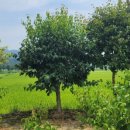 뽑기 좋은날 이미지