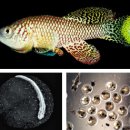 애플 피시 이미지