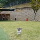 사랑방파크 | 만들기] 울산 애니언파크 / 반려동물 굿즈 머그컵...반려동물문화센터 출강 후기 / 강아지 사진 머그컵