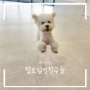 털로덮인친구들 달서점 | [대구] 개별산책과 체계적인 교육프로그램 프랜차이즈 강아지 유치원 '털로덮인친구들 대구달서점'
