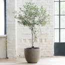 올리브비어 이미지