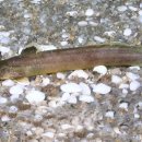 순이참복 이미지