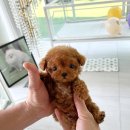 허니퍼피 이미지