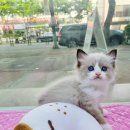 김해 강아지분양 고양이분양 똥강아지 이미지