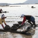 대포갯벌 이미지