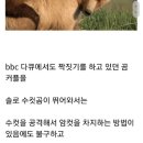 인기 있는 암컷 곰이 자꾸 다치던 이유 이미지