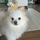 시현펫살롱 이미지