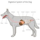 홍일반점 | 알러지 사료 고르는법? + 경험담