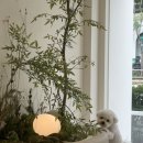 강아지 안과 검진 고민이라면? 강남동물병원 엠에스동물안과병원 방문 후기