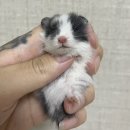 햄스테라
