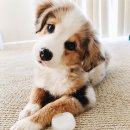 에코동물병원 이미지