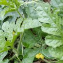 치악농장 이미지