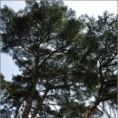 통도사자비원 | 통도사 암자 탐방 : 보타암, 취운암, 수도암, 안양암, 축서암(2013.03.30)