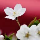 (주) 산수유 Daum카페