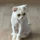 구로마쯔 이미지