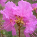 진달래노래방 이미지