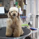 나나 펫 살롱 이미지