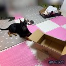 슈퍼테크 | ❤️ 쿠시타니 슈퍼테크알2 화이트 부츠 일본직구하기 ❤️