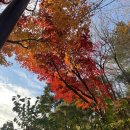 숲 | 2025 화담숲 후기 (feat. 성수기)