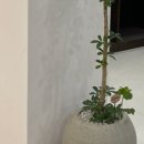 분당-142 이미지