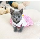 멍블랑 강아지분양 시흥배곧점 | 배곧강아지분양 후기｜시흥 배곧에서 드디어 우리 가족 아기를 만났어요