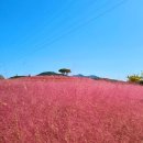 그담애 | [합천] 신소양체육공원 핑크뮬리, 카페 그담애