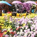 거창-거창-13 이미지