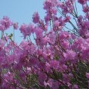 진달래민박 이미지