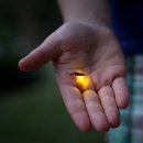 반딧불 PC 이미지