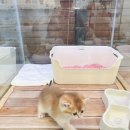 서울고양이분양 묘연 | 익산고양이분양 루나캣 방문 후기｜건강한 묘연을 만날 수 있었어요