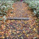 산장의 여인 이미지