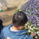 (4/23일) 고인돌 봄꽃축제~~ 이미지