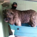 토실이네 애견 이미지