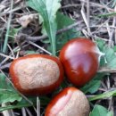 마로니에 이미지