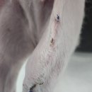 덕정 동물의료센터 네이버블로그