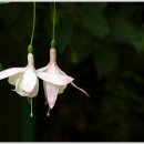 [그저 찰칵] 아산 세계 꽃 식물원 2 이미지