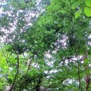 도리사로 이미지