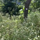 들꽃도서관 | 도심 속 초록공간, 서초구립방배숲환경도서관