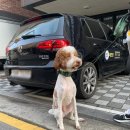 하남펫택시 이미지